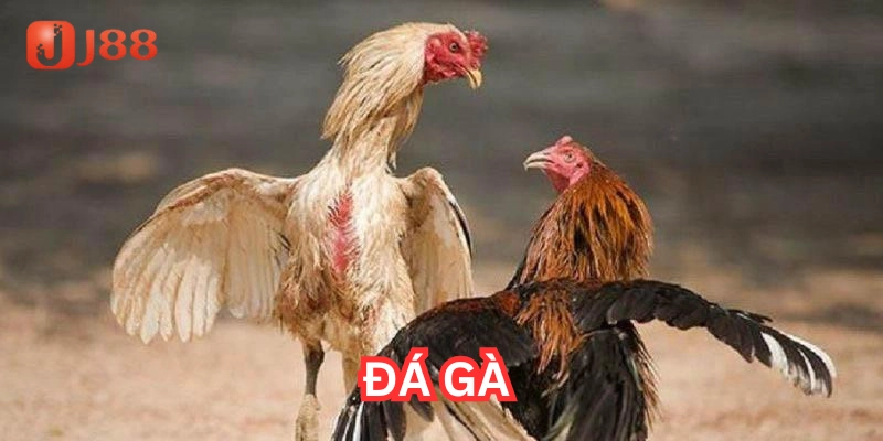 Đá Gà có gì hấp dẫn