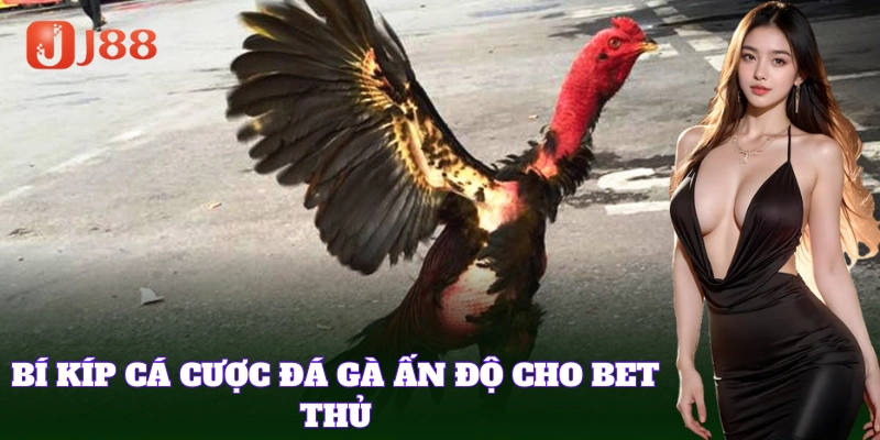 Bí kíp chơi cá cược Gà Đá Ấn Độ chuẩn đét