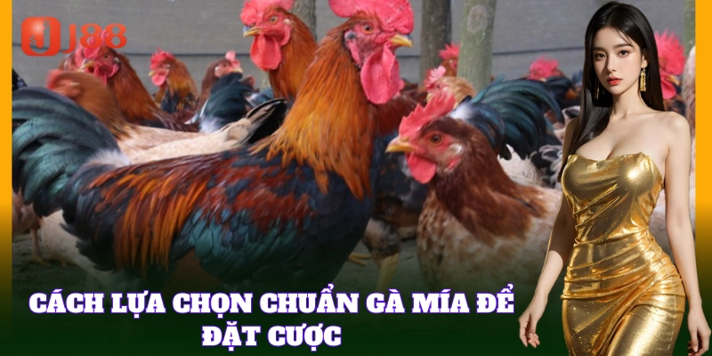 Kinh nghiệm chọn Gà Mía để chơi đá gà