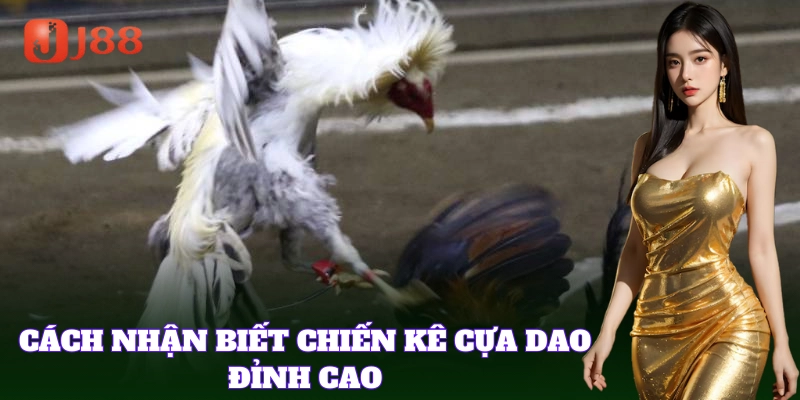 Mẹo chọn gà phù hợp giúp bạn thắng lớn Đá Gà Cựa Dao