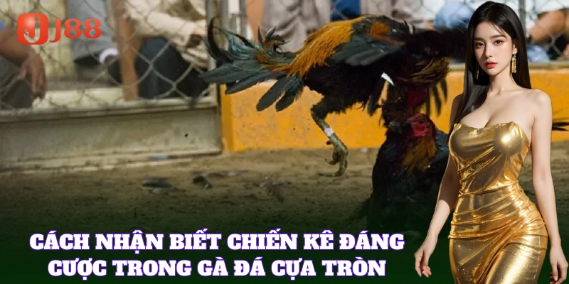Cách chọn gà chiến mạnh mẽ trong Đá Gà Cựa Tròn