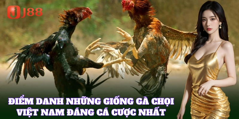 Giống Gà Chọi Việt Nam rất được ưa chuộng thi đấu