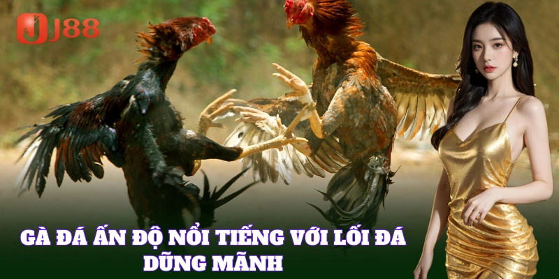 Gà Đá Ấn Độ nổi tiếng với lối đá dũng mãnh