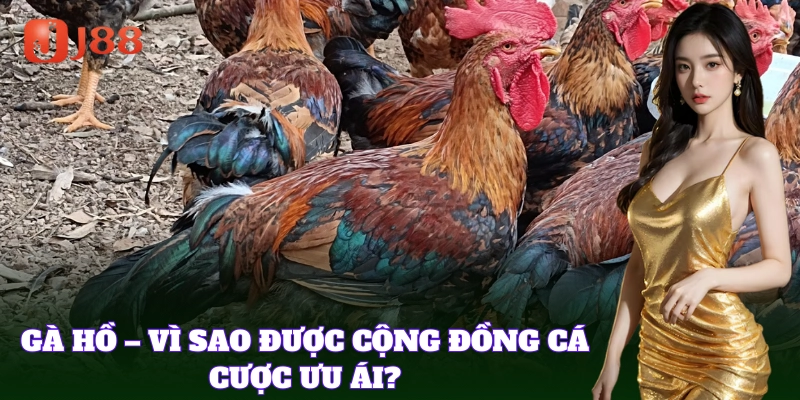 Gà Hồ được nhiều người chơi gà săn lùng