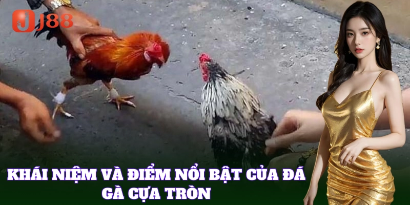 Trải nghiệm Đá Gà Cựa Tròn với những trận đấu hấp dẫn