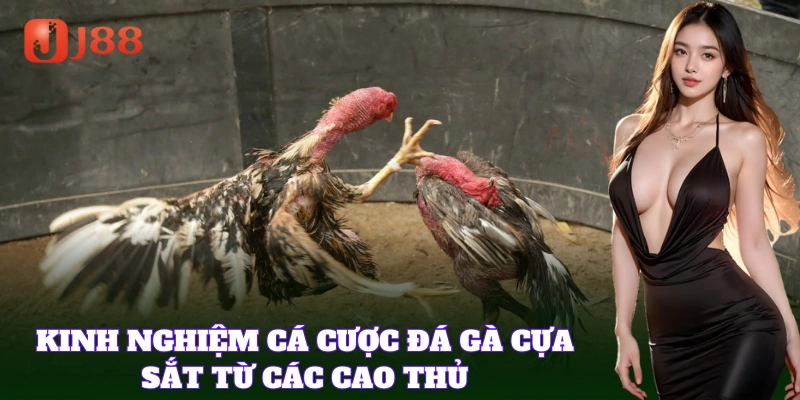 Mẹo cá cược hiệu quả trong Đá Gà Cựa Sắt