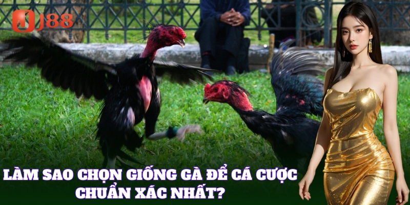 Kinh nghiệm chọn Giống Gà Chọi Việt Nam hiệu quả