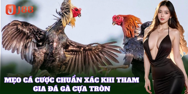Bí quyết chuẩn giúp thắng Đá Gà Cựa Tròn