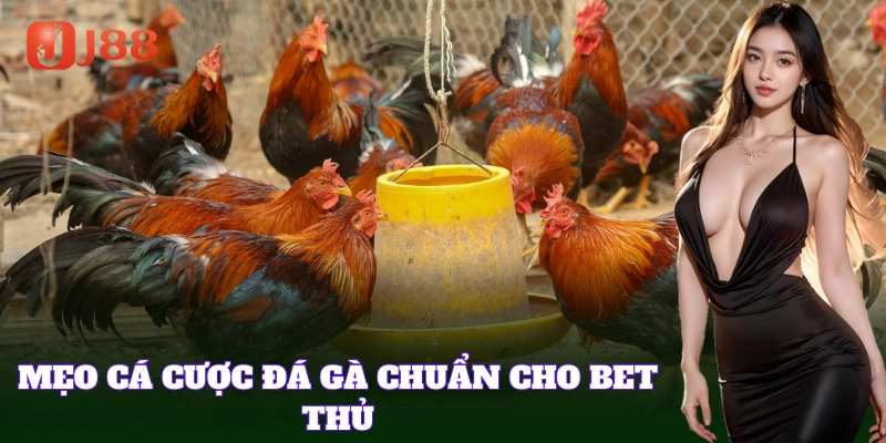 Đặt cược Gà Mía chuẩn với mẹo từ J88