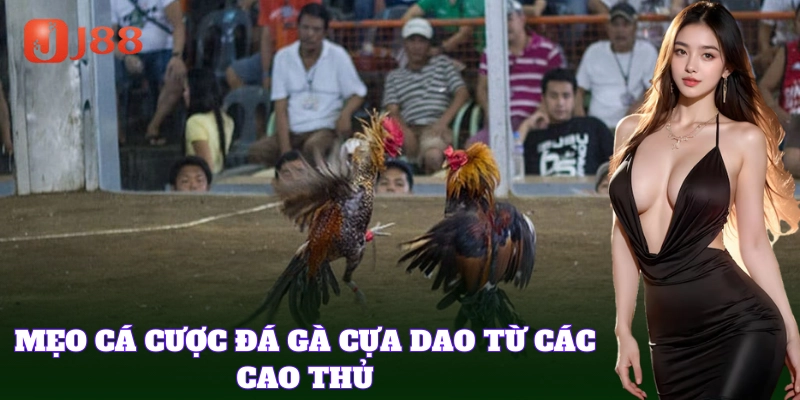 Bí kíp soi kèo Đá Gà Cựa Dao giúp tăng cơ hội thắng