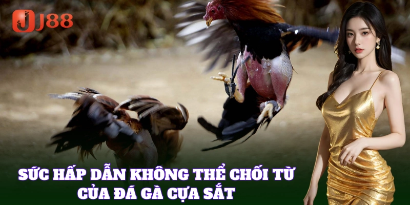 Giới thiệu cơ bản về Đá Gà Cựa Sắt hấp dẫn