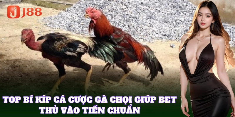 Nắm vững chiến thuật đặt cược Giống Gà Chọi Việt Nam